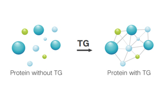 Mechanism of Transglutaminase