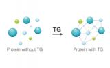Mechanism