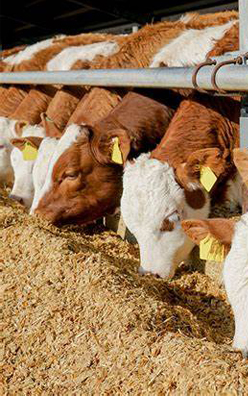 A-amylase In Animal Feed