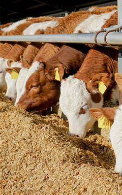 Calcium Propionate In Animal feed