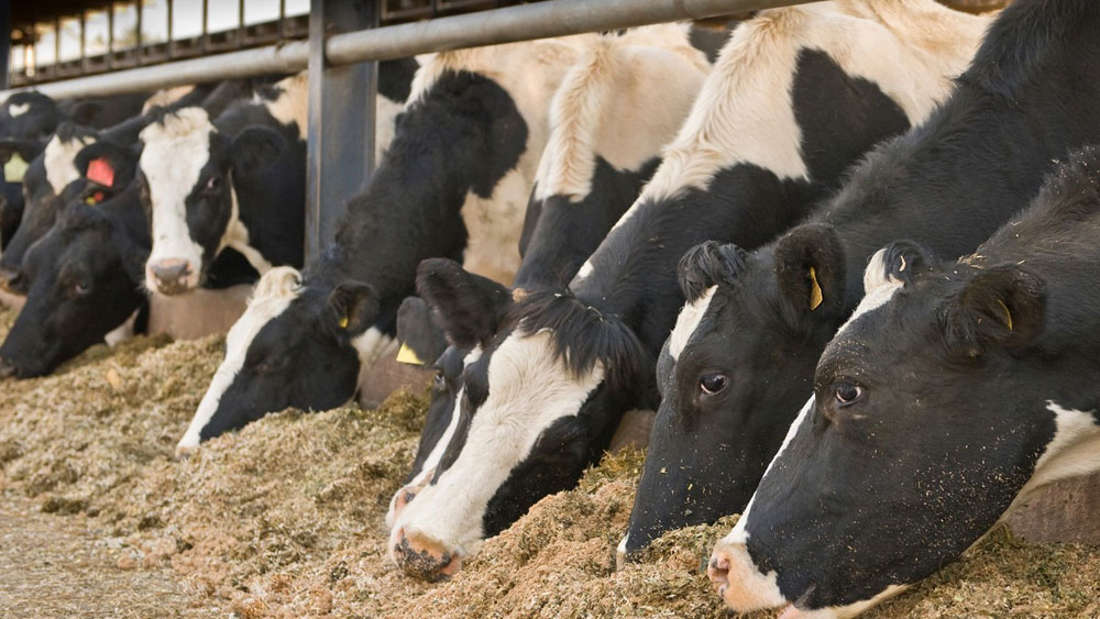Feed Additives